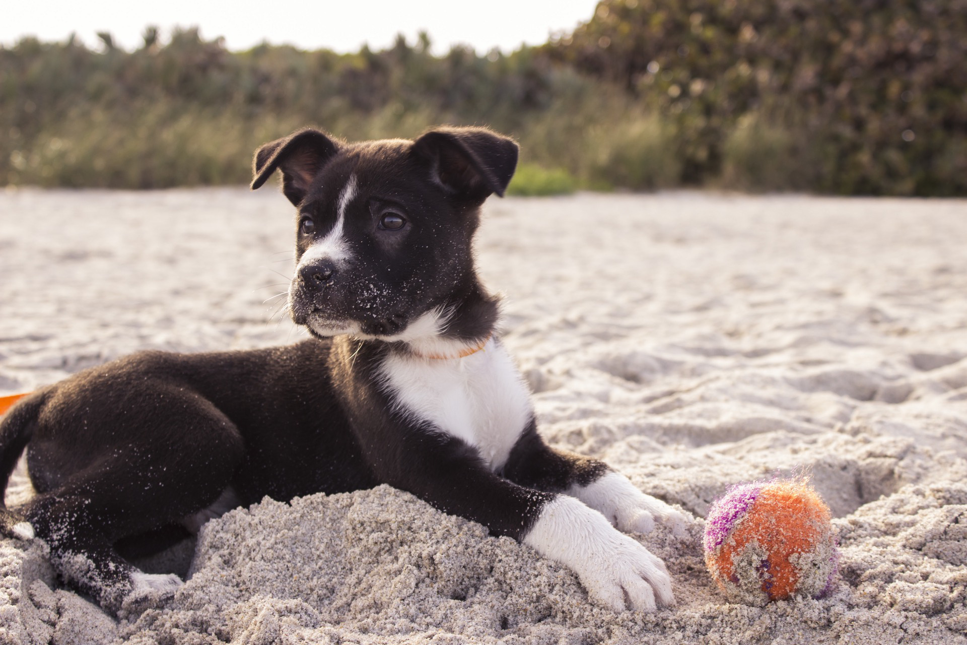 A Day at the Beach With My Dog and BarkBox