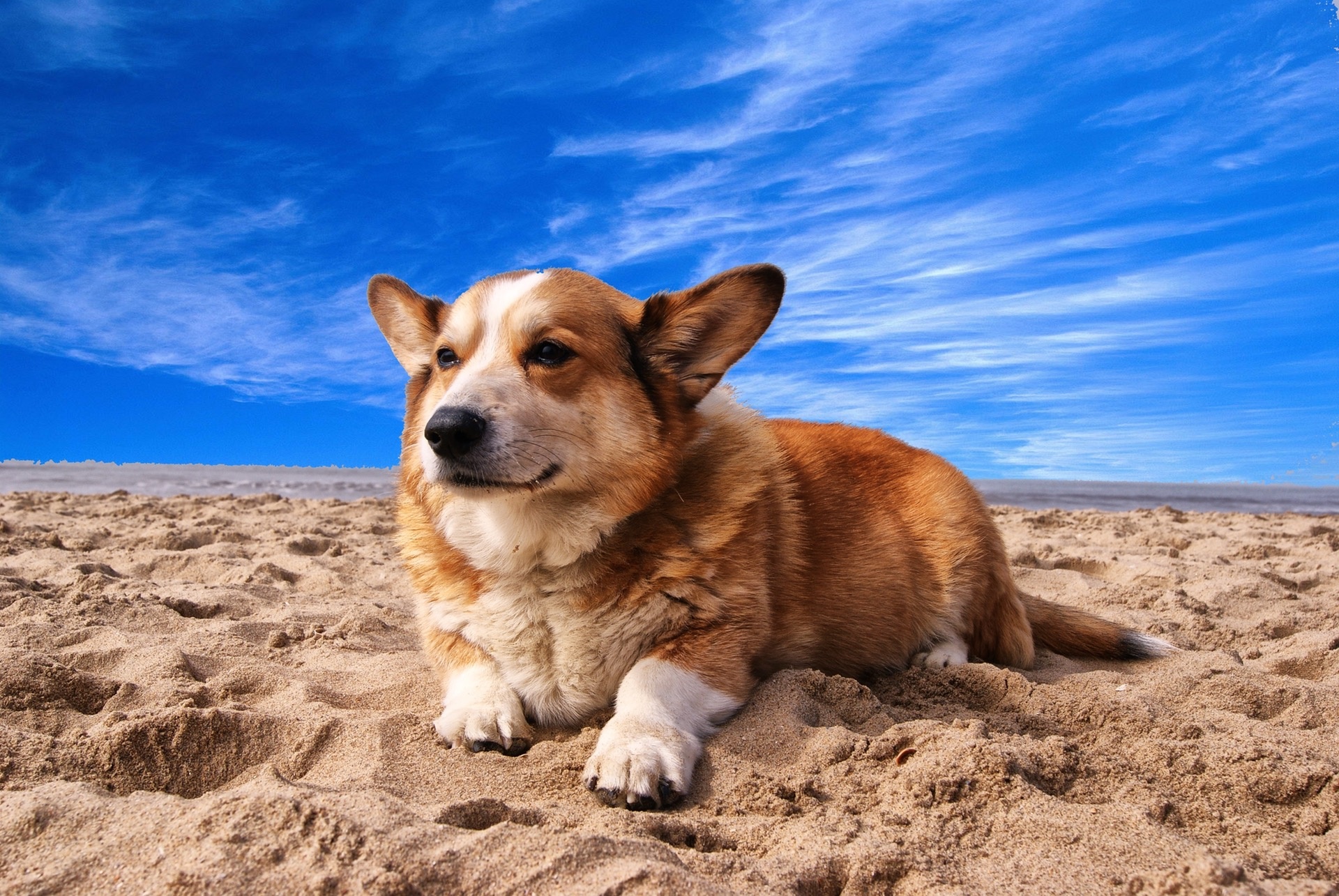 Why Everyone’s Barking About BarkBox