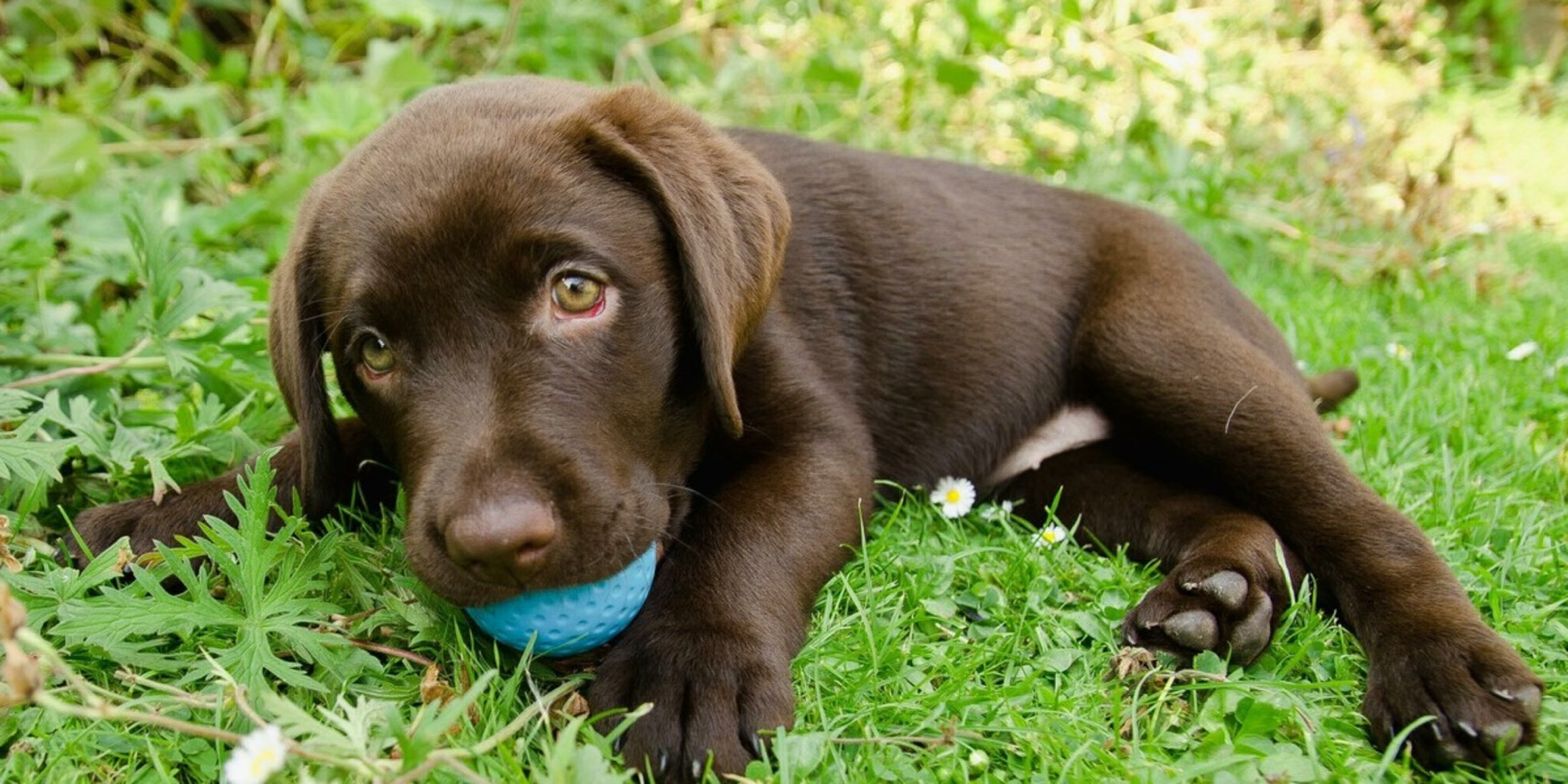 Why Everyone’s Barking About BarkBox