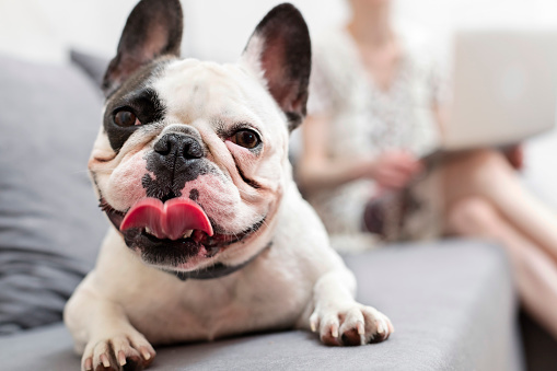 Why Our Dogs Deserve Better Than Kibble