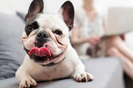 Why Our Dogs Deserve Better Than Kibble