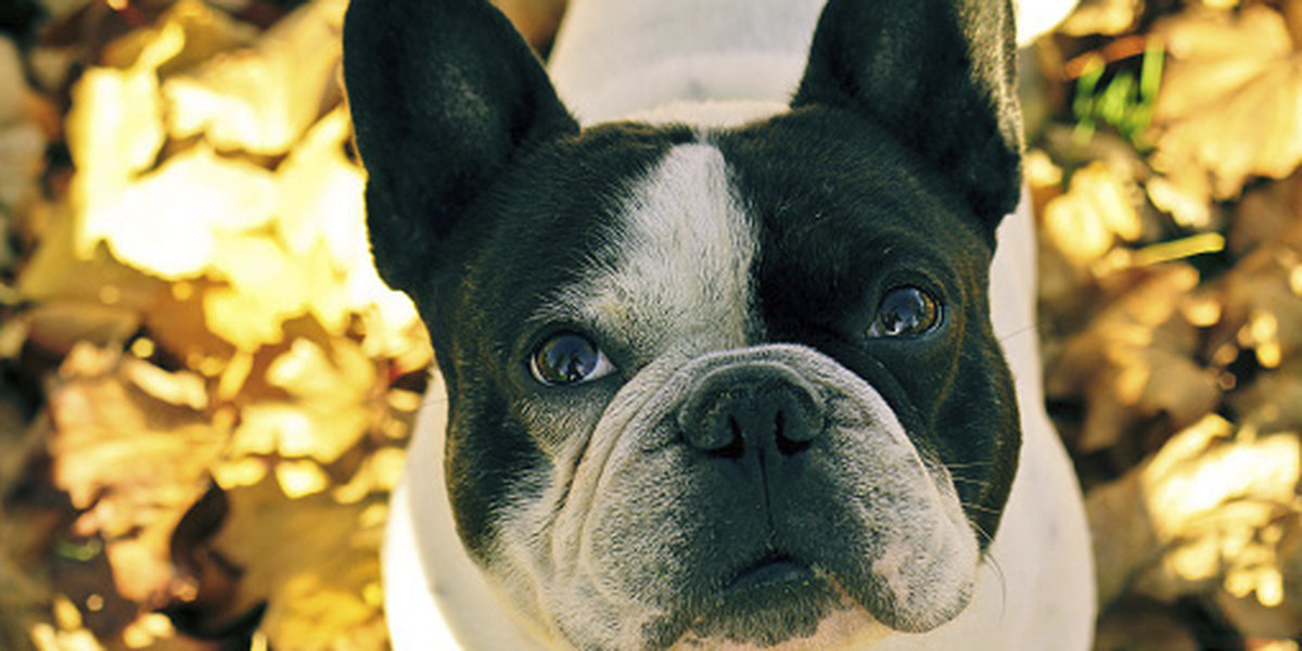 A Time-Stressed Dog Owner Tried BarkBox: Here’s How Much Better Life Got