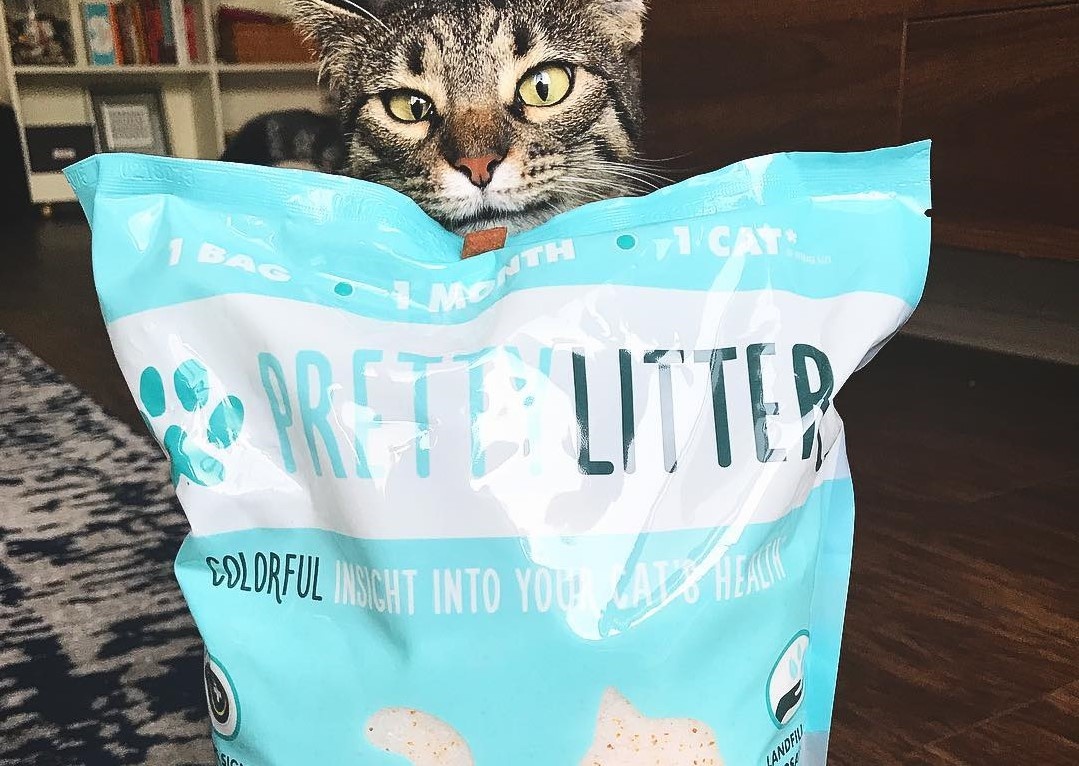 5 Reasons Why It’s Time to Ditch Your Store Bought Kitty Litter