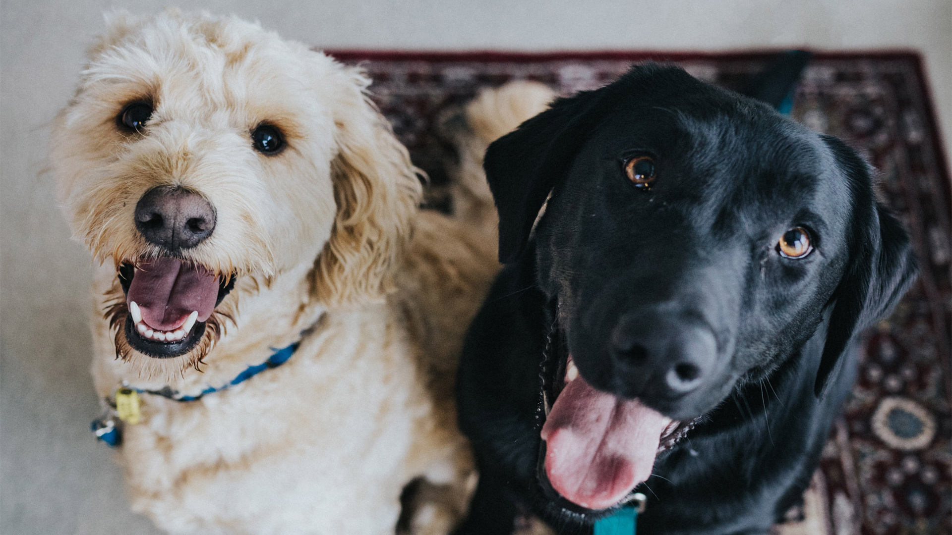 The Terrifying Truth Behind What’s In Your Dog’s Food