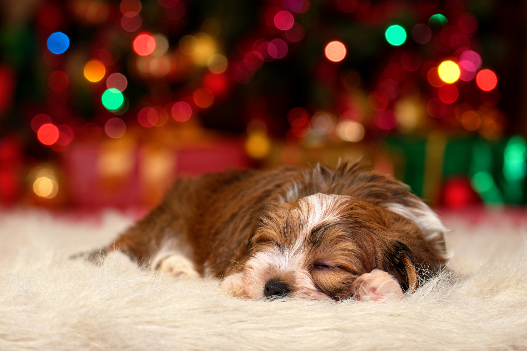 The Perfect Gift For The Pups This Holiday Season