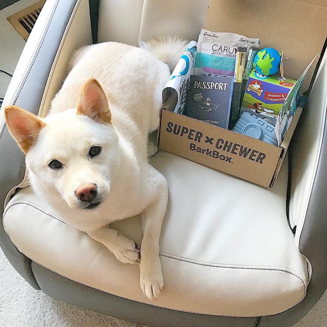 5 Reasons Why Even The Toughest Dogs Deserve Super Chewer Barkbox