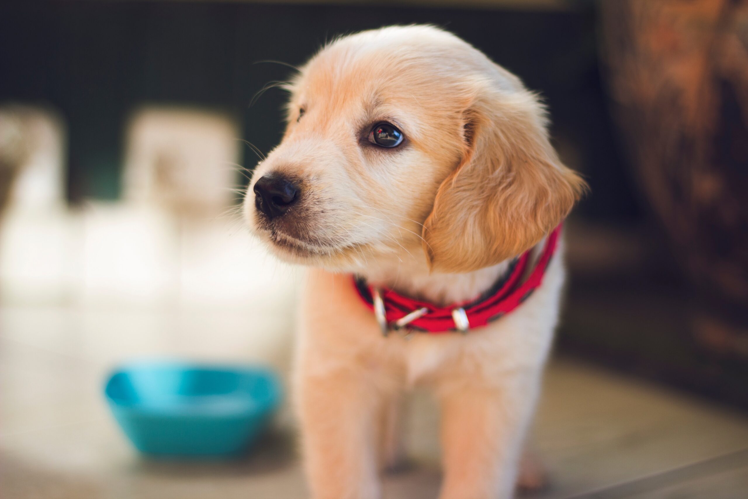 Why Your Dogs Deserve Better Than Kibble