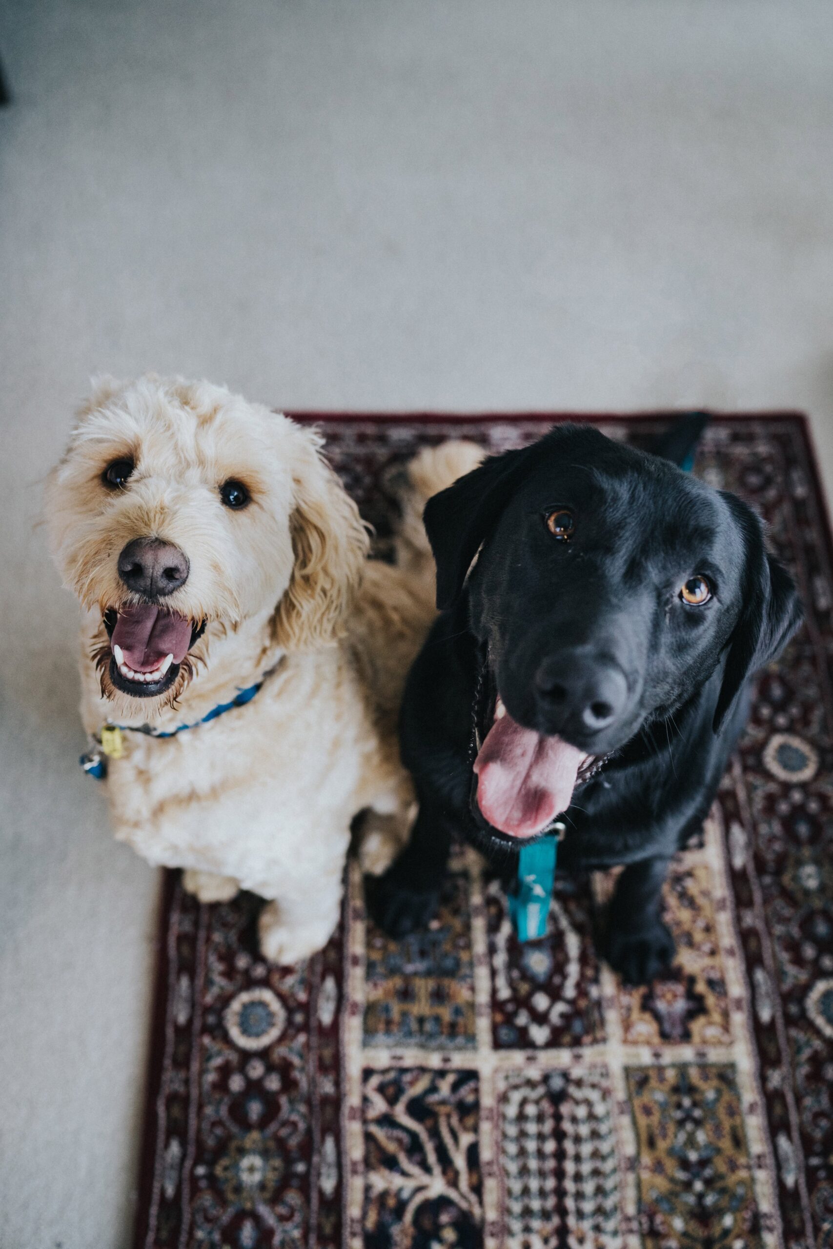 7 Tips To Help Your Dog Live A Longer And Healthier Life