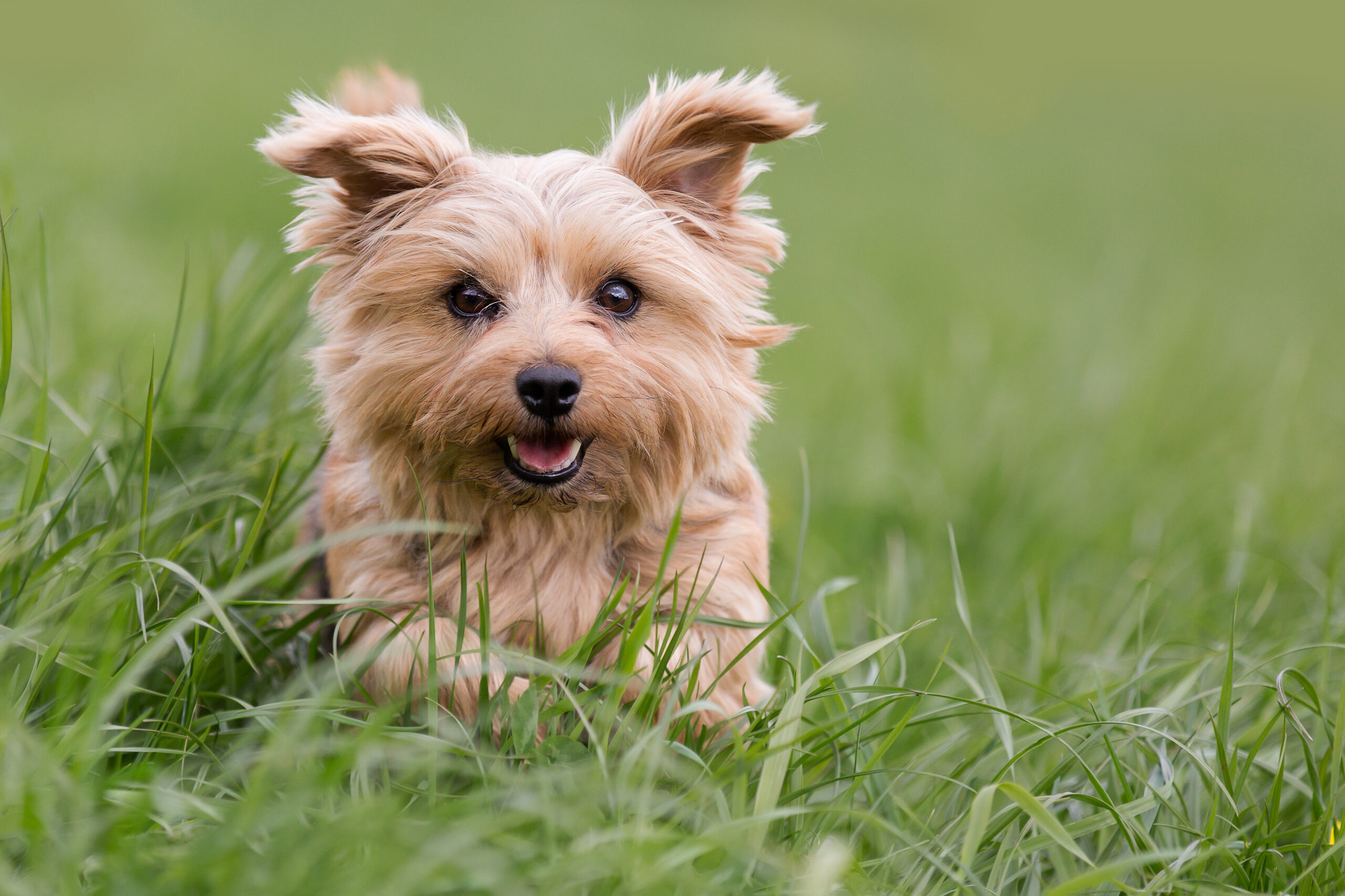Why Our Dogs Deserve Better Than Kibble