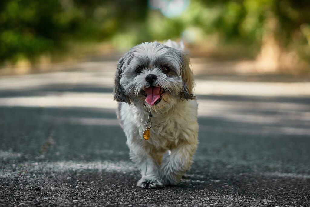 5 Top Brands Compared: The Ultimate Dog Food Review