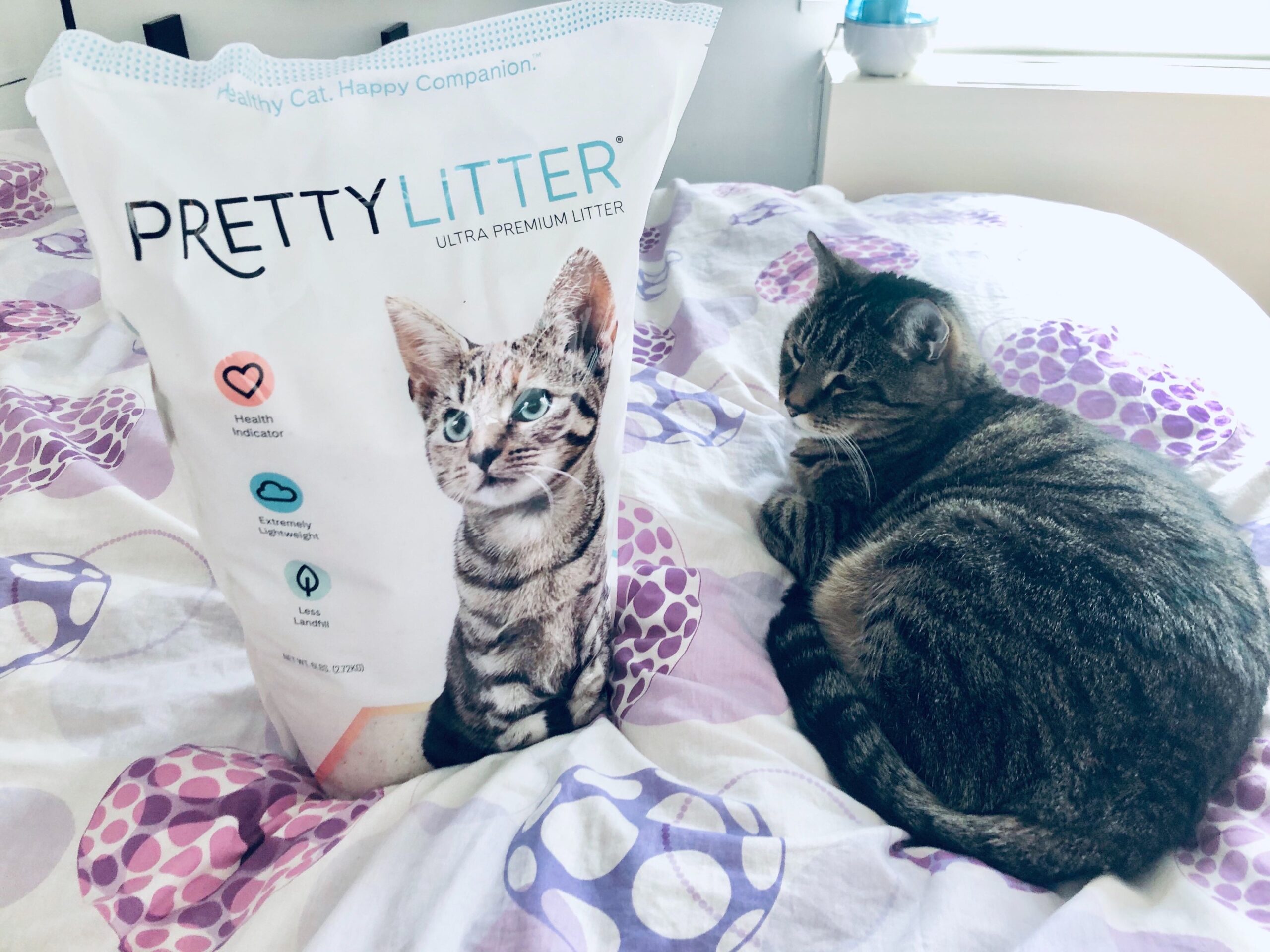 Why this Kitty Litter is Purrrfect for the Holiday Season
