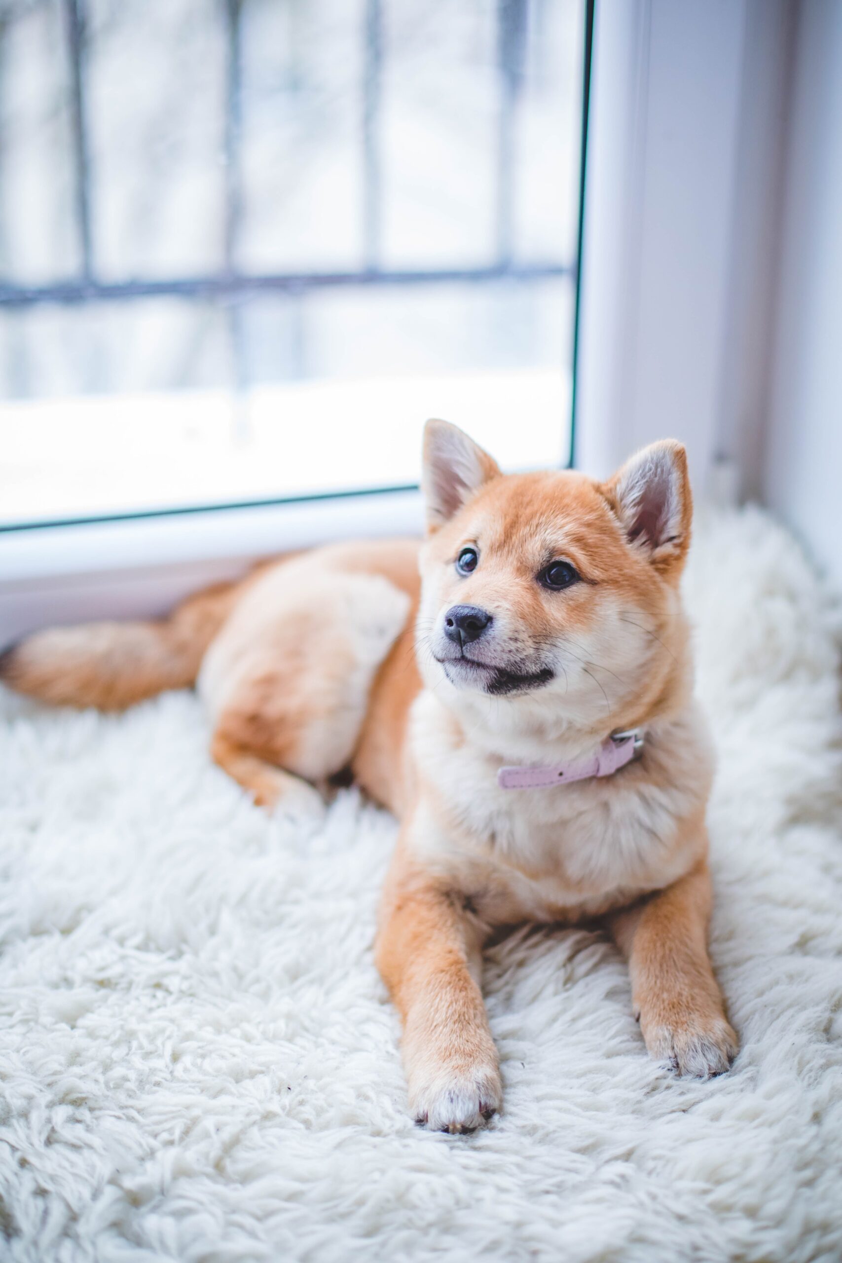 QUIZ: How Healthy Is Your Dog?