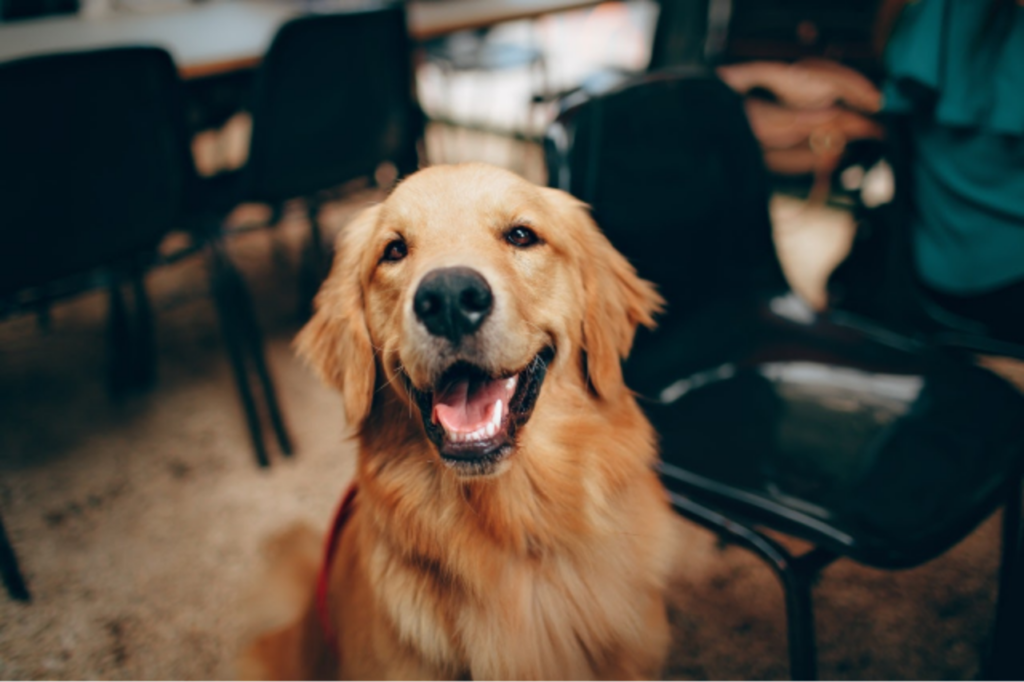 Why I Switched To PetHonesty’s Dog Treats & Will Never Look Back