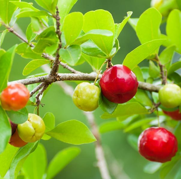 Which Vitamin C Supplement Actually Works?