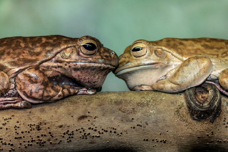Did HGTV Star Christina Haack Really “Smoke a Bufo Toad”?