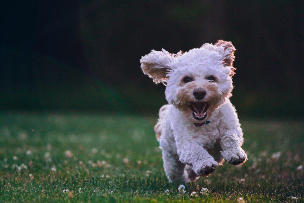 5 Things You Should Do For Your Furry Friend In The New Year