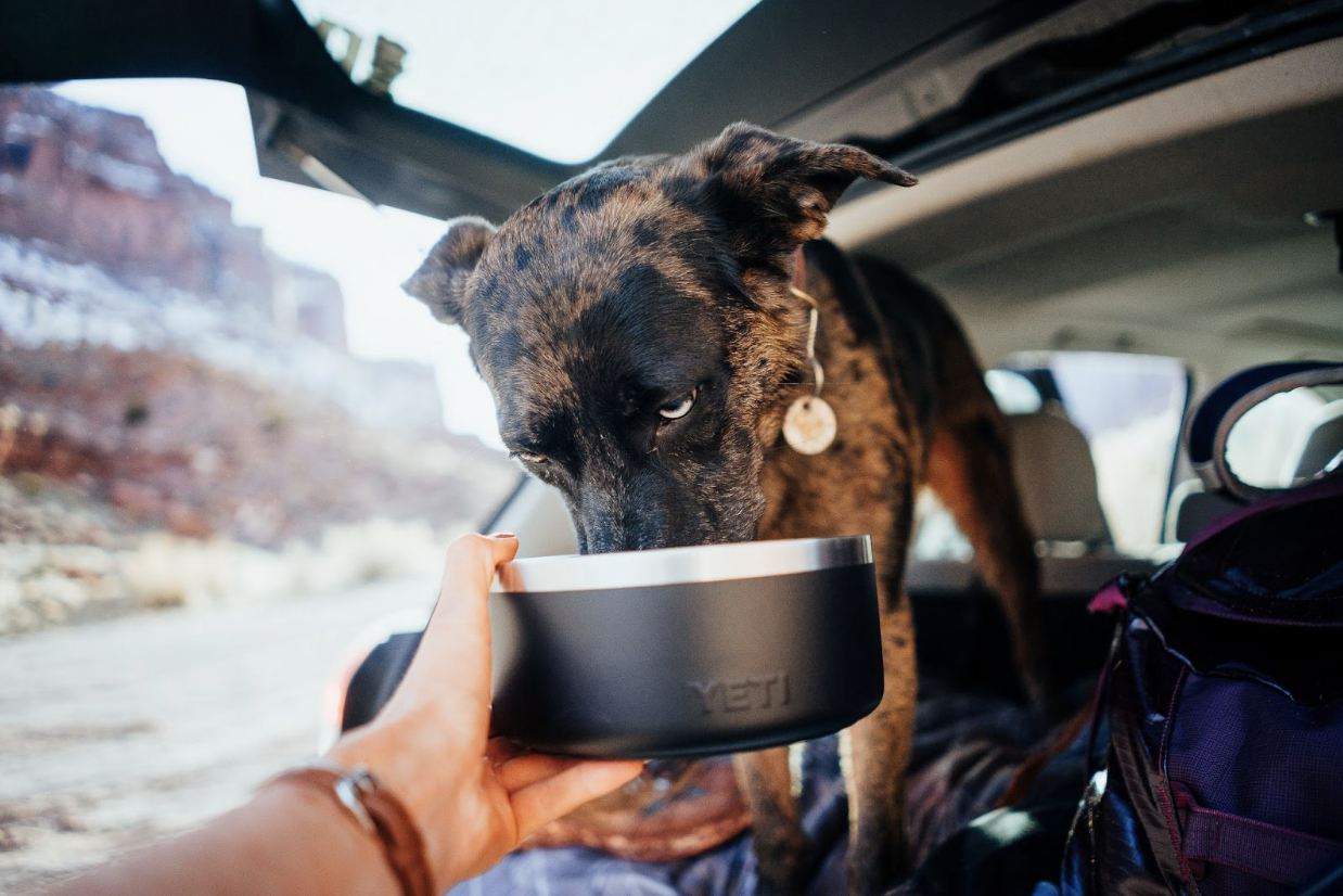 Why My Dog And I Are Obsessed With BarkBox