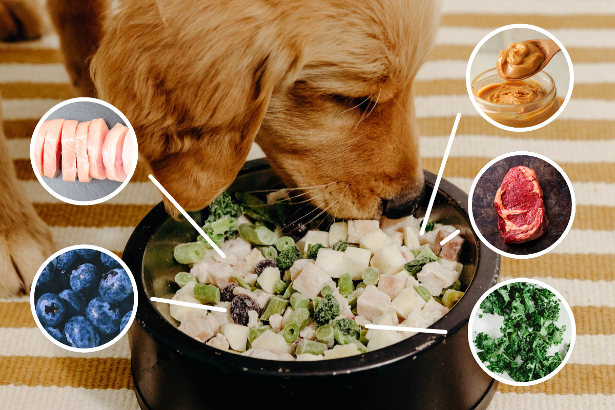 5 Safe & Nutritious Ingredients Your Dog Needs – Why We Switched To Maev’s Human-Grade Raw Food