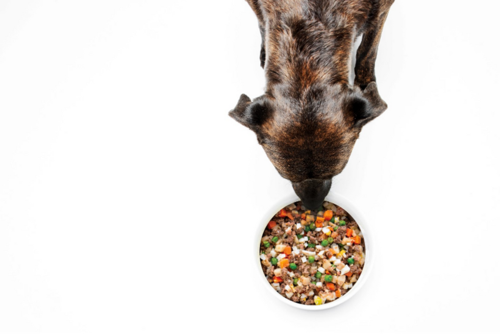 A dog eating a bowl of beef and carrots and corn