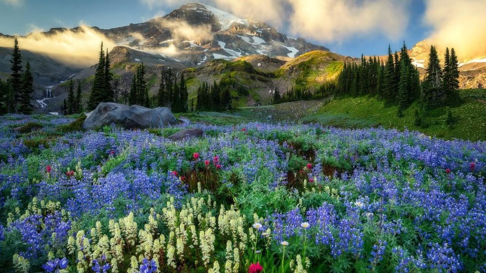 Mt. Rainier Wildflowers