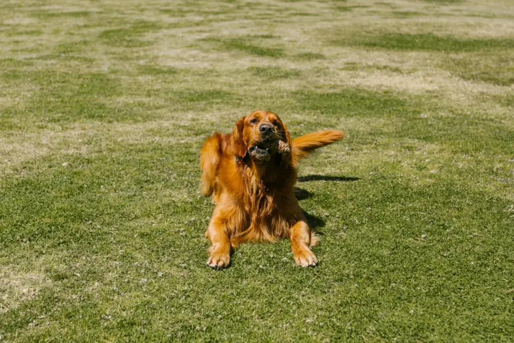 How to Get a Dog to Behave Better