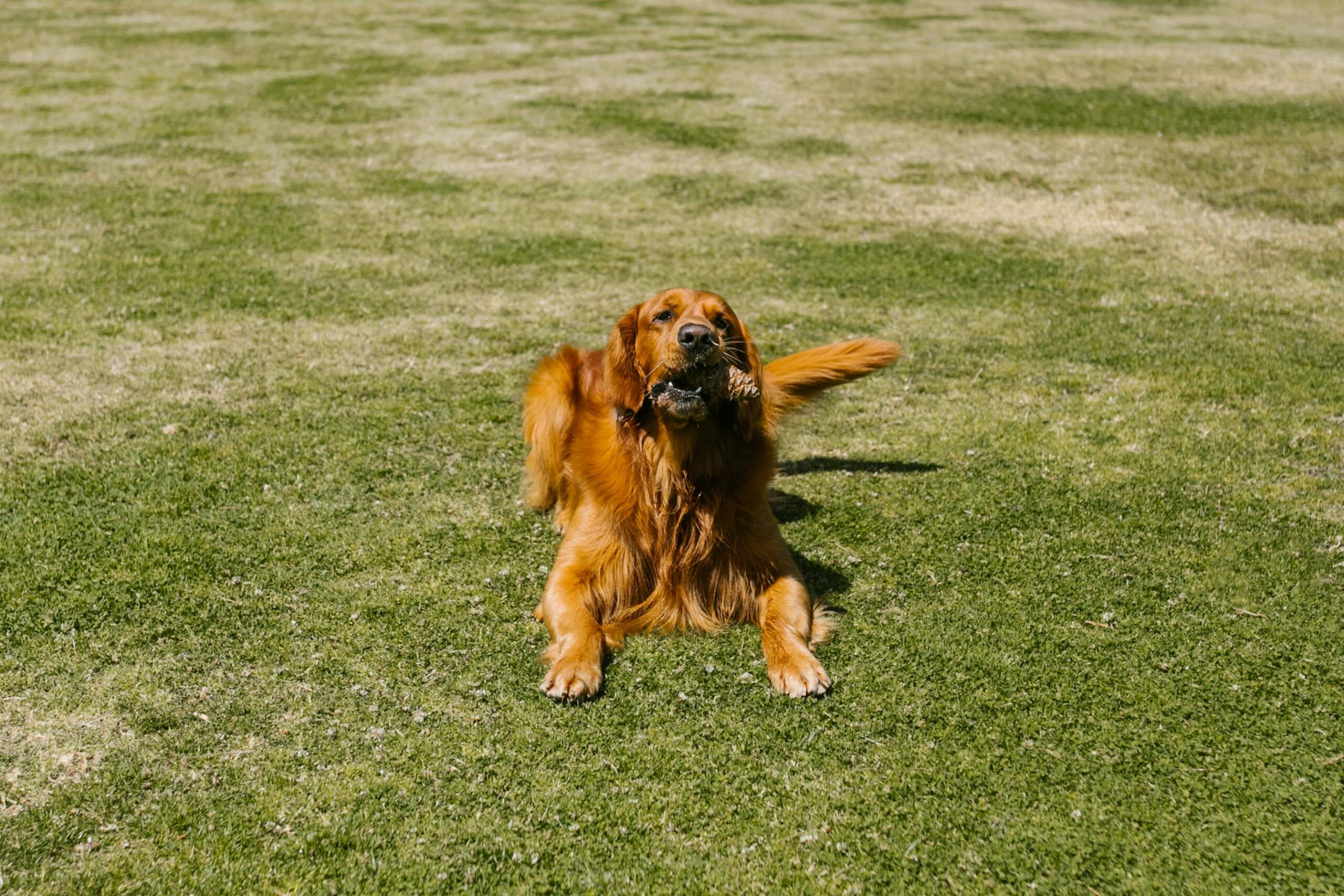 How to Get a Dog to Behave Better