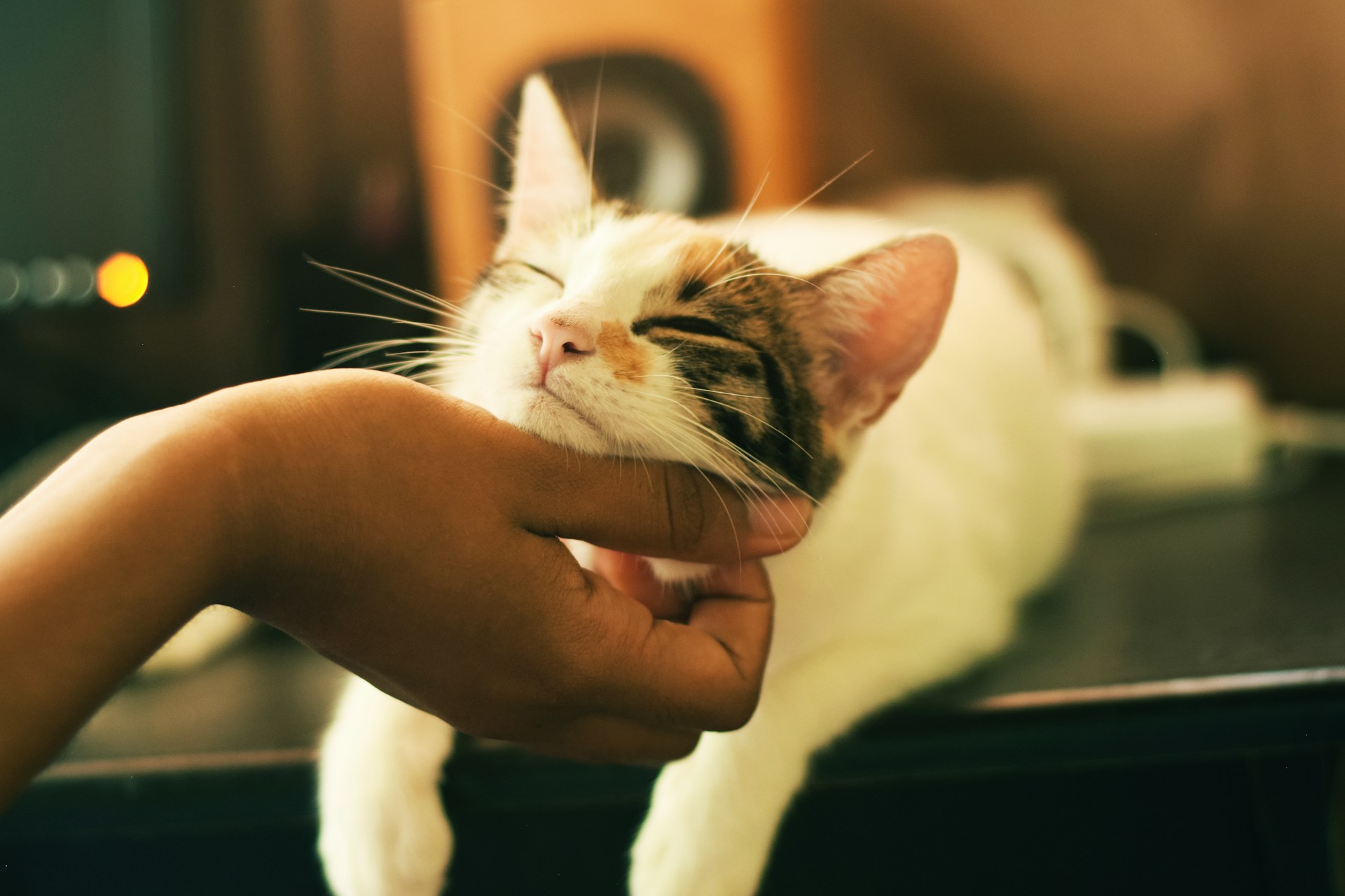 Looking for Long Lasting Flea Collars for Cats? Essential Tips for Effective Protection