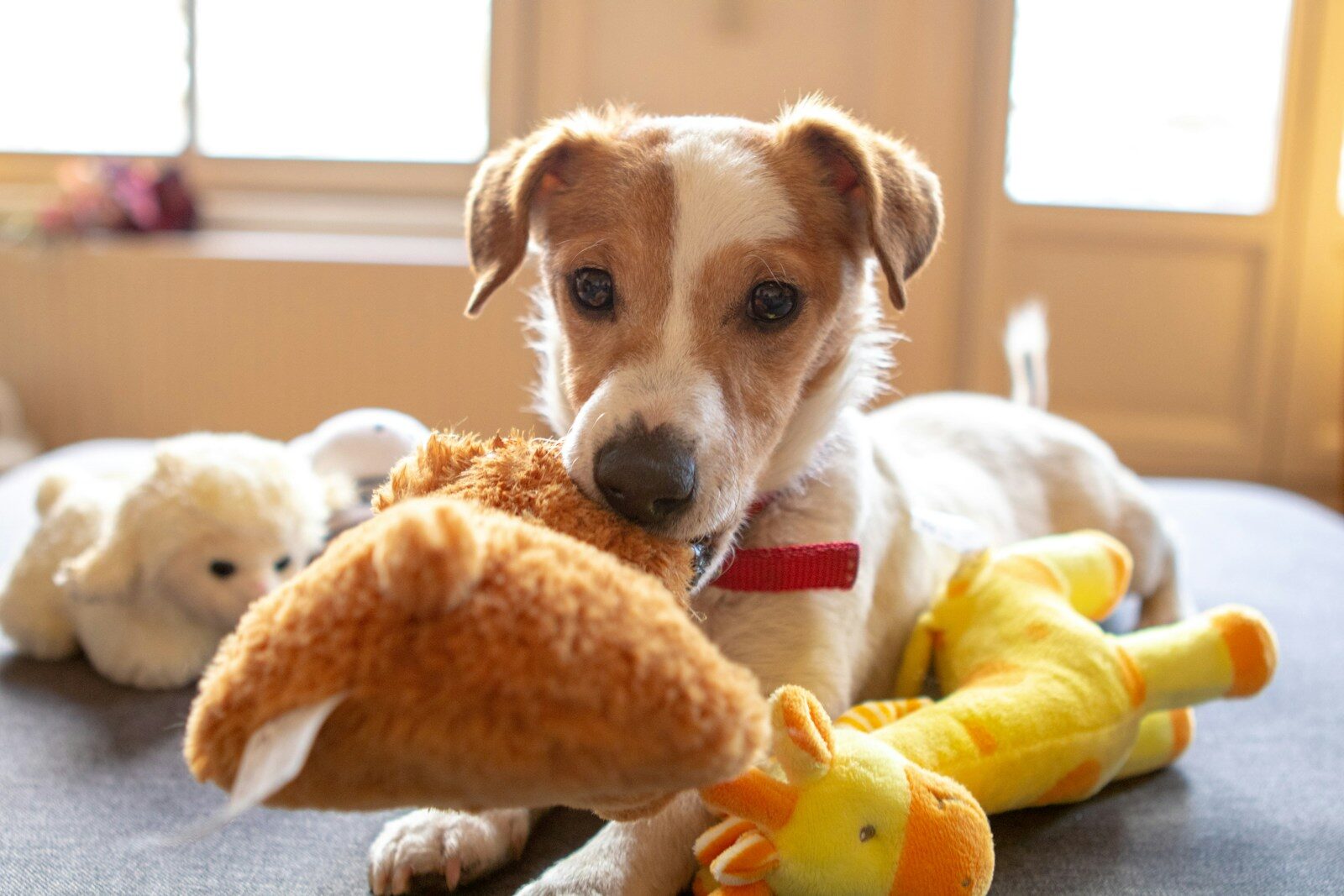 Amazon Pet Days Is Here, But Chewy’s National Pet Month Deals Are The Main Event