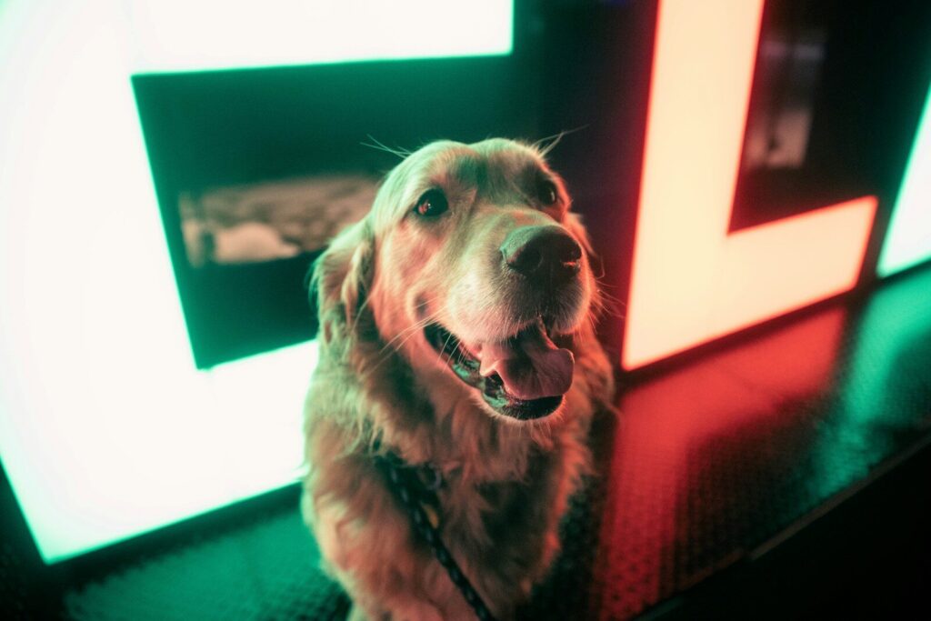 Red Light Therapy for Dogs: What It Is and How It Works